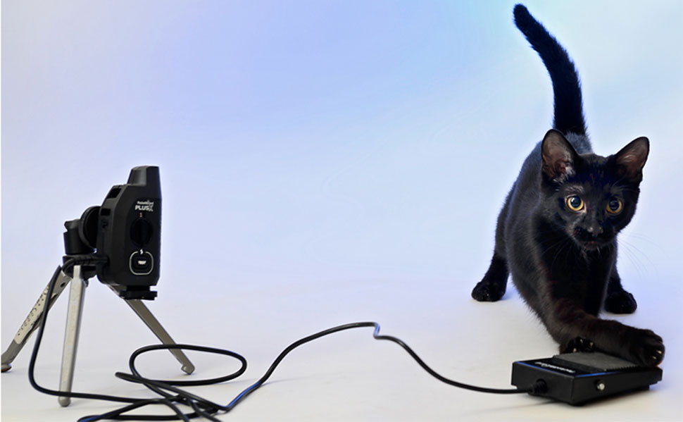 Cat taking a selfie using a PocketWizard Pedal and PocketWizard PlusX